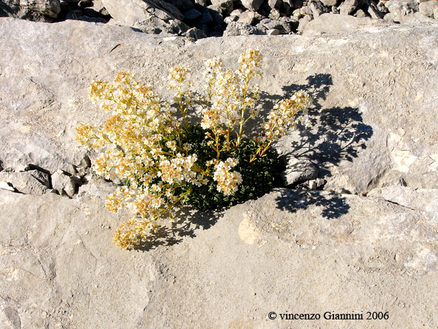 Fiore sulla roccia